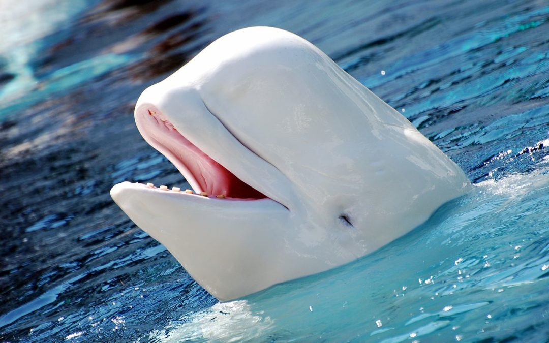 Beautiful Beluga