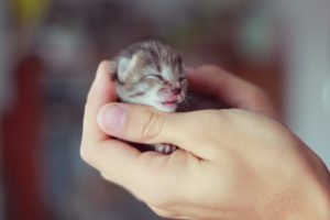 Tiny Kitty