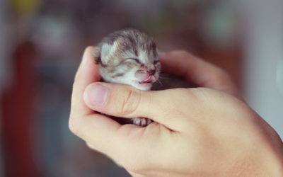 Tiny Kitty